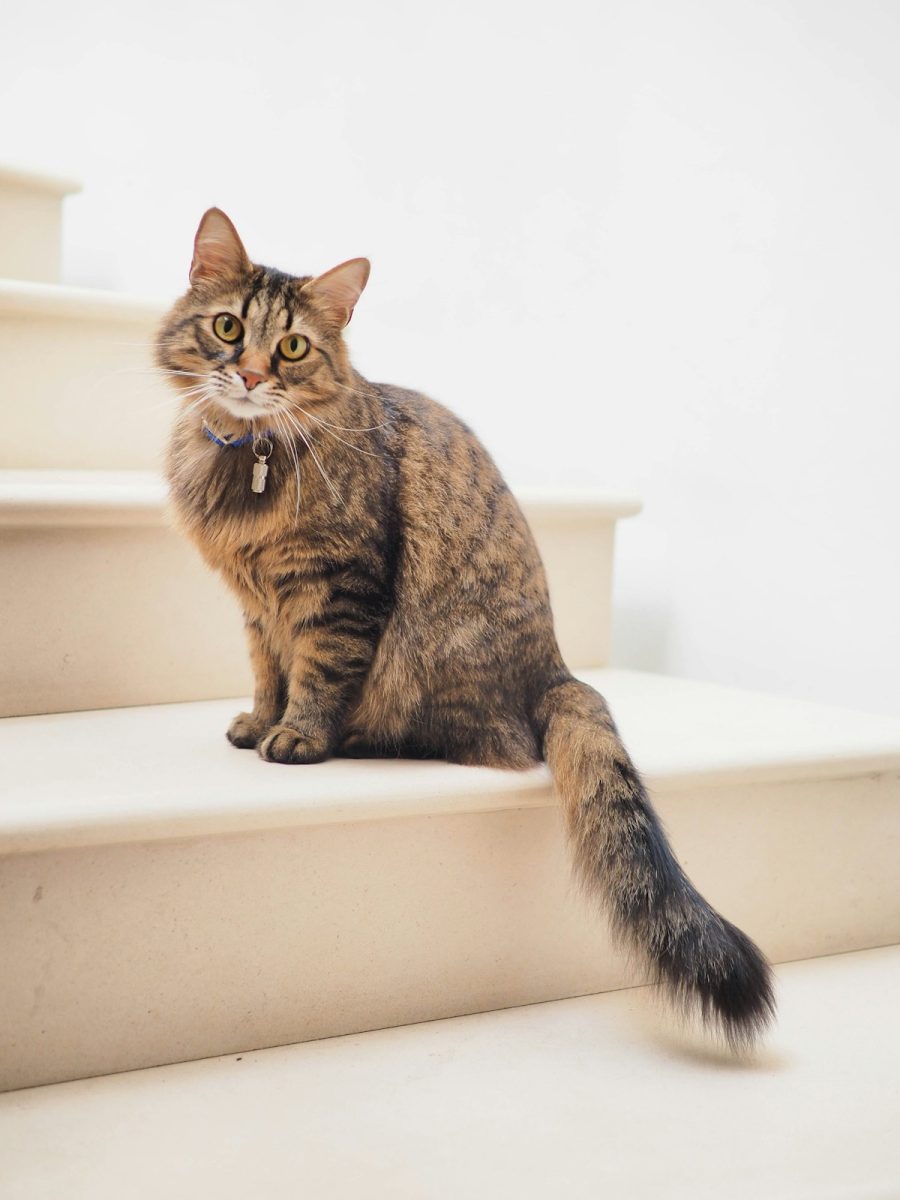 Préparer l arrivée de votre chaton Ragdoll